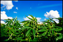 <i>HEMP! HEMP! HOORAY!</i> — Growing Hemp is now legal in the United States