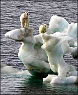 Issues with Polar Bears and Global Warming